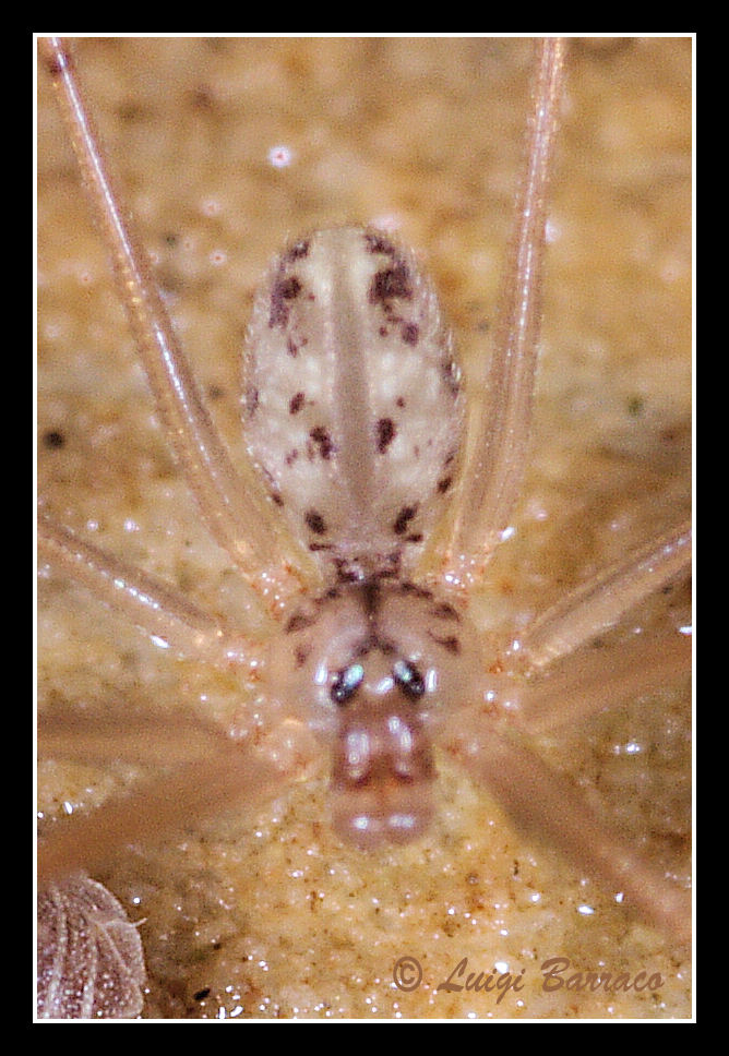 Spermophorides sp.