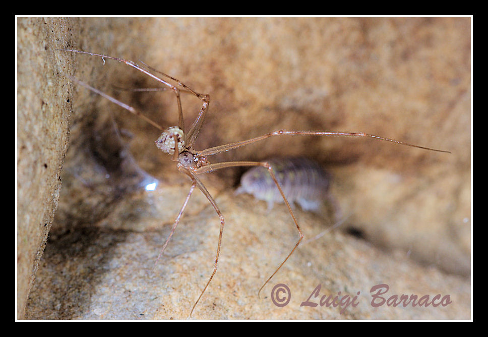 Spermophorides sp.