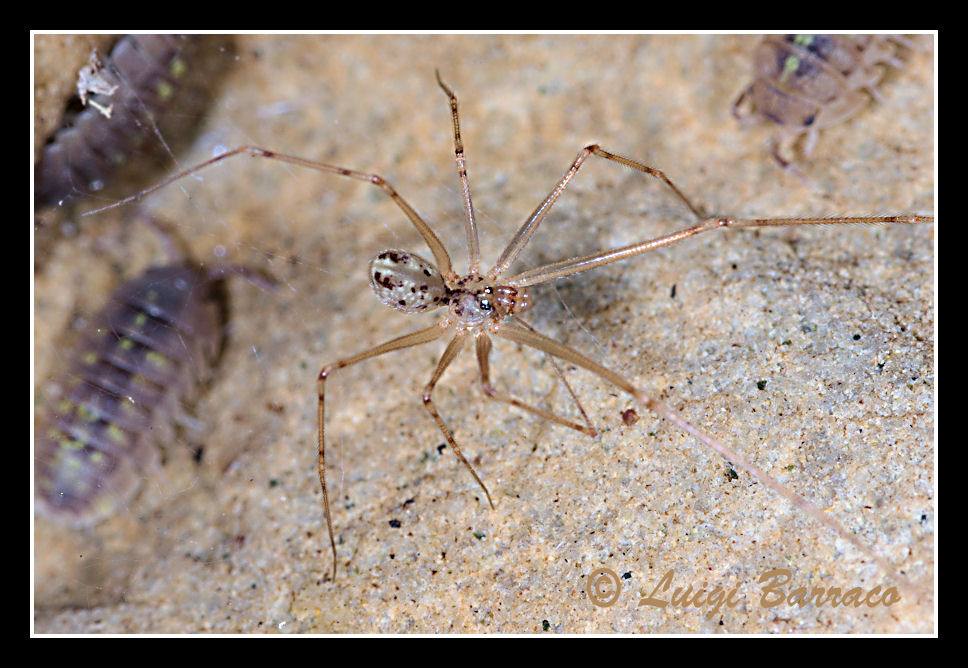 Spermophorides sp.