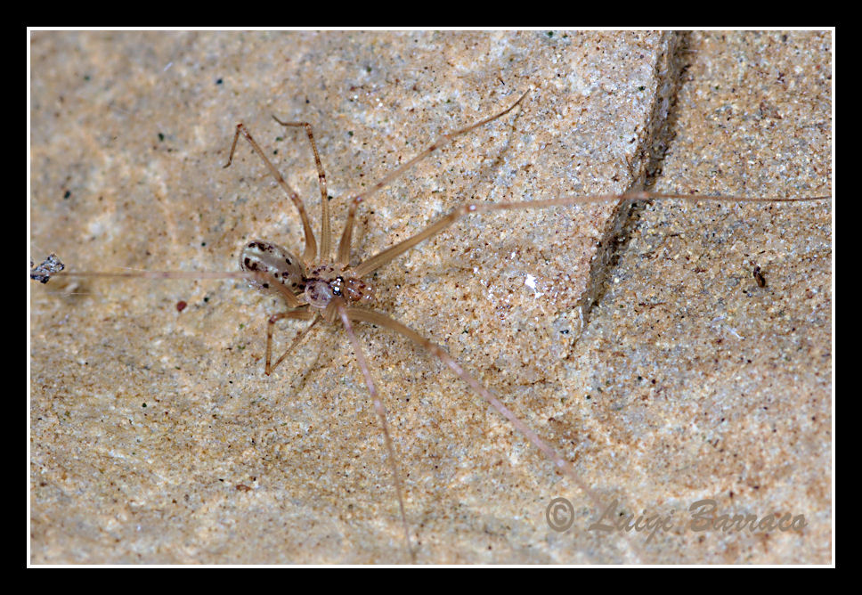 Spermophorides sp.