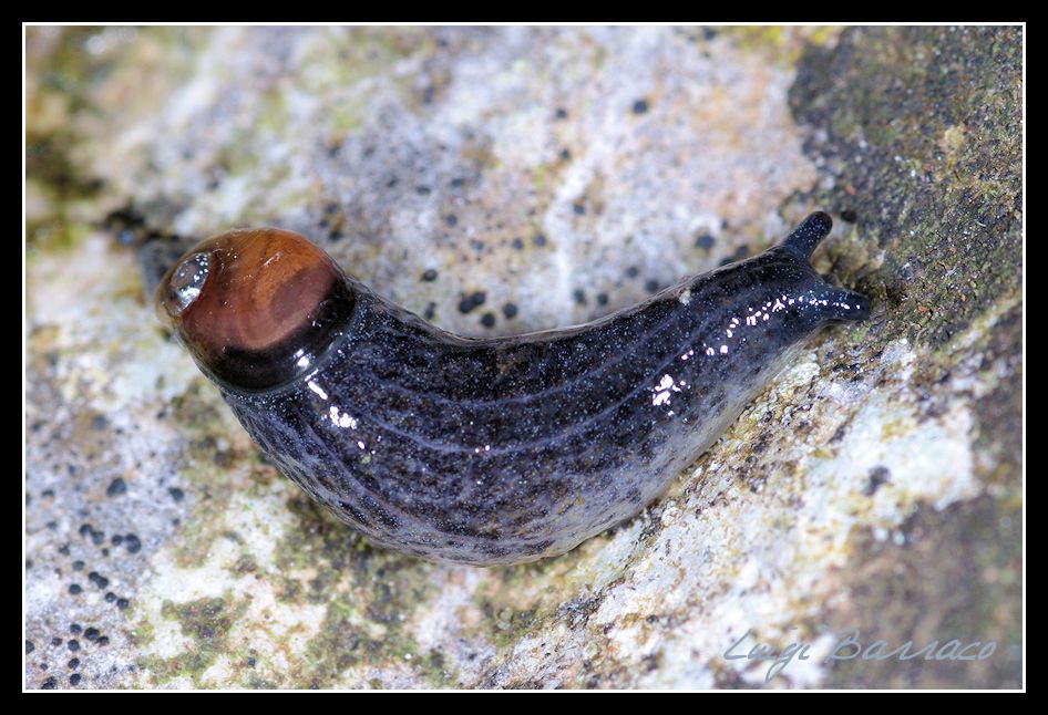 Daudebardia brevipes sicula