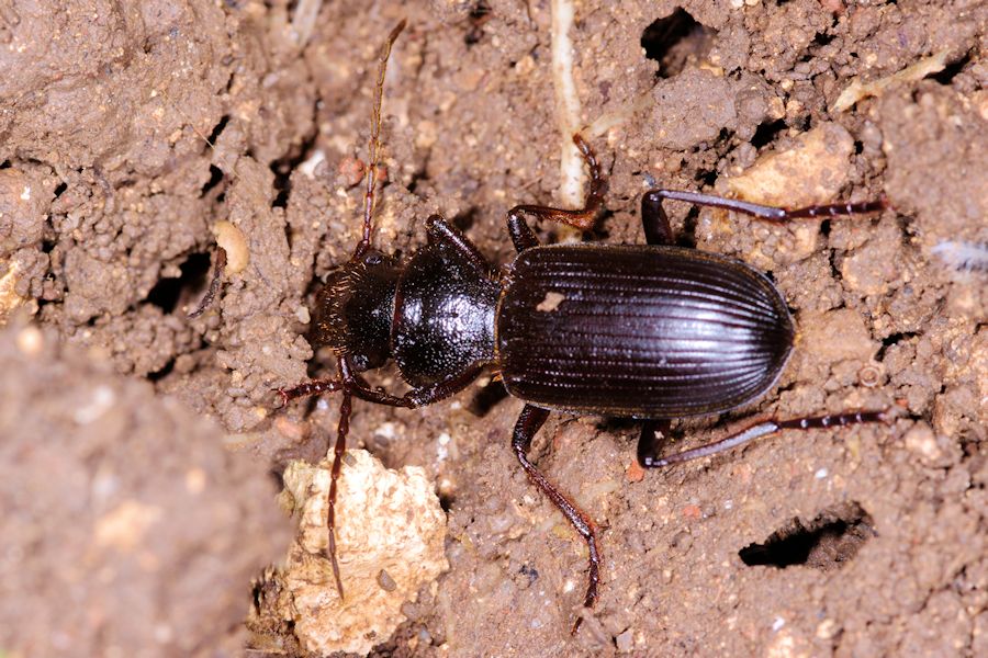 Carterus? No, Tschitscherinellus cordatus fortepunctatus