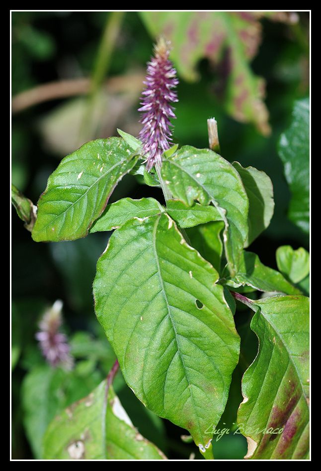 Achyranthes sicula / Achirante siciliana