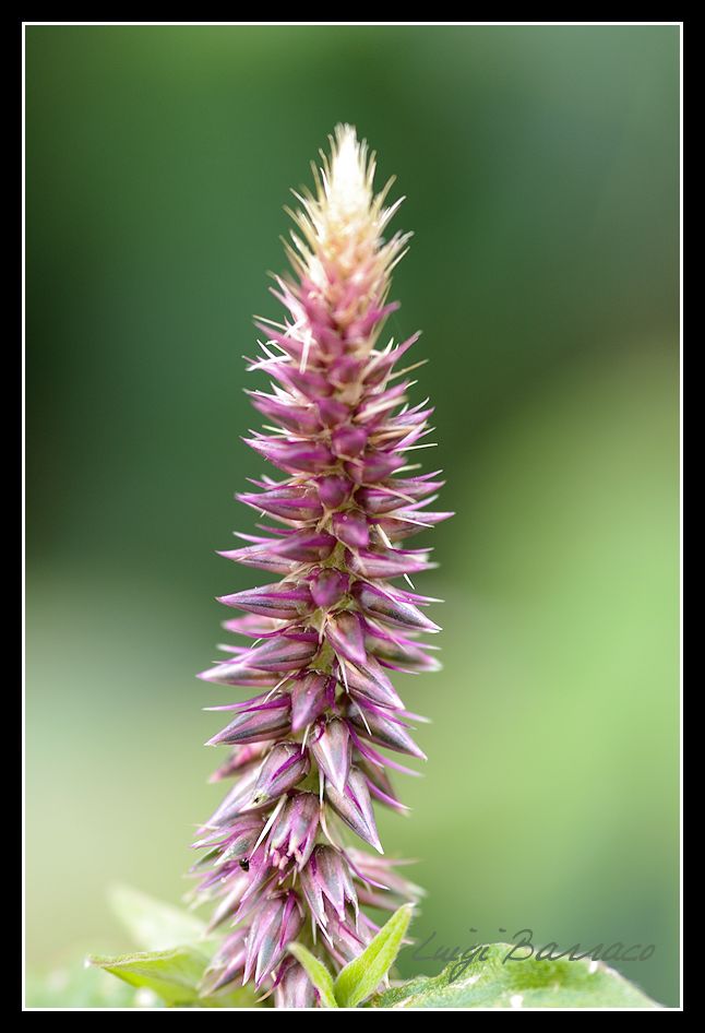 Achyranthes sicula / Achirante siciliana