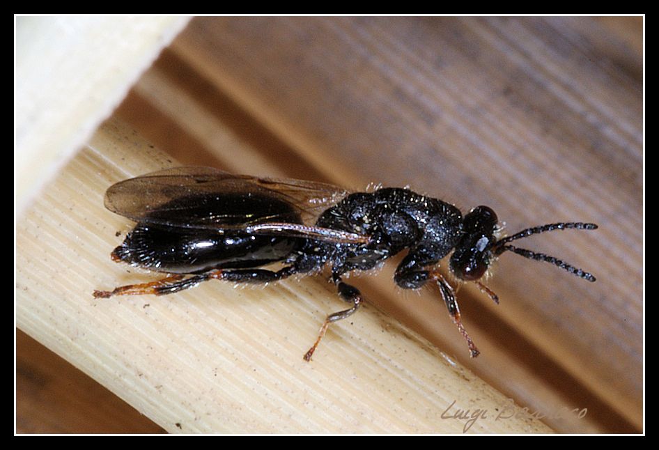 Famiglia Eurytomidae: Tetramesa?