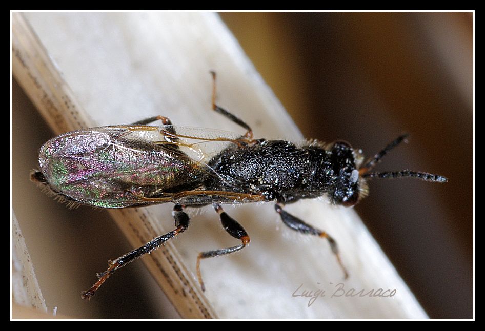 Famiglia Eurytomidae: Tetramesa?
