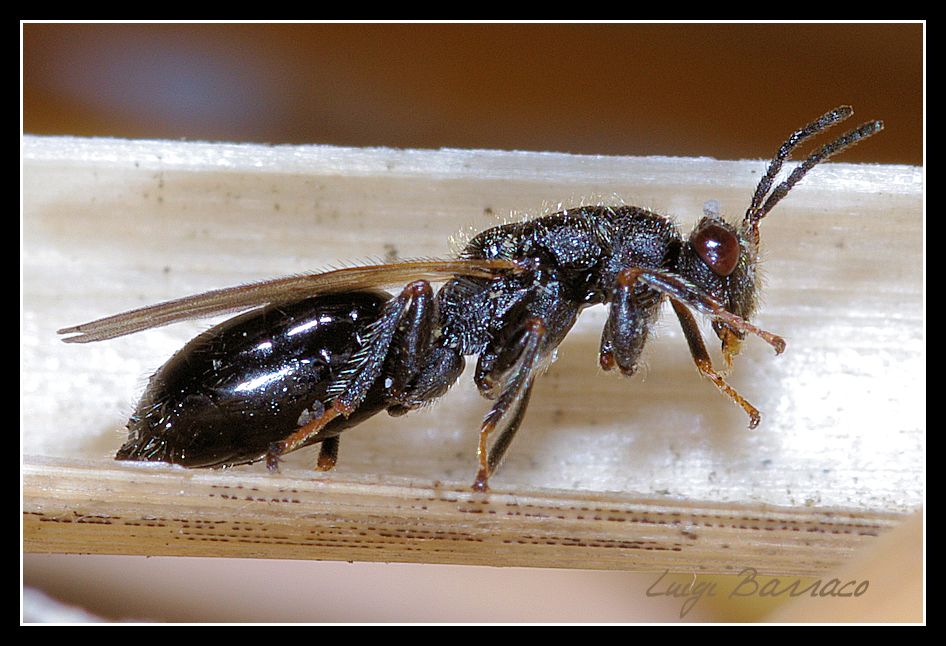 Famiglia Eurytomidae: Tetramesa?
