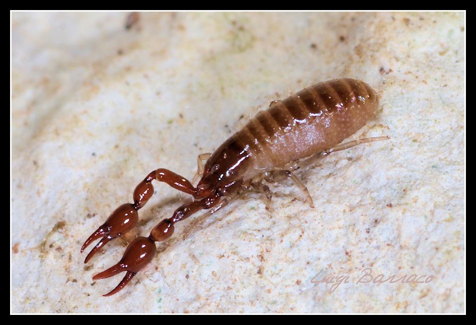 Pseudoscorpione da Inici