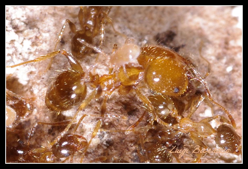 La  cavalcata dell''acaro (con formiche Pheidole)