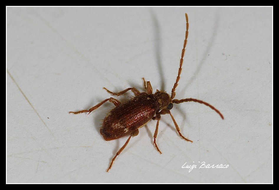 Cerambycidae? No, minuscolo Anobiidae Ptininae:  Ptinus sp.