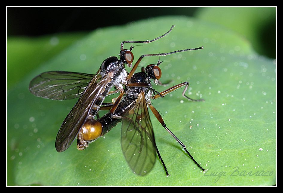 Hybotidae in love
