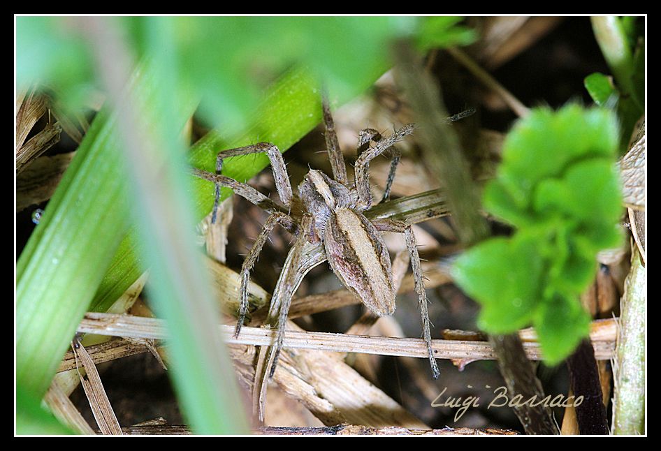 fuga nel folto -  Pisaura sp.