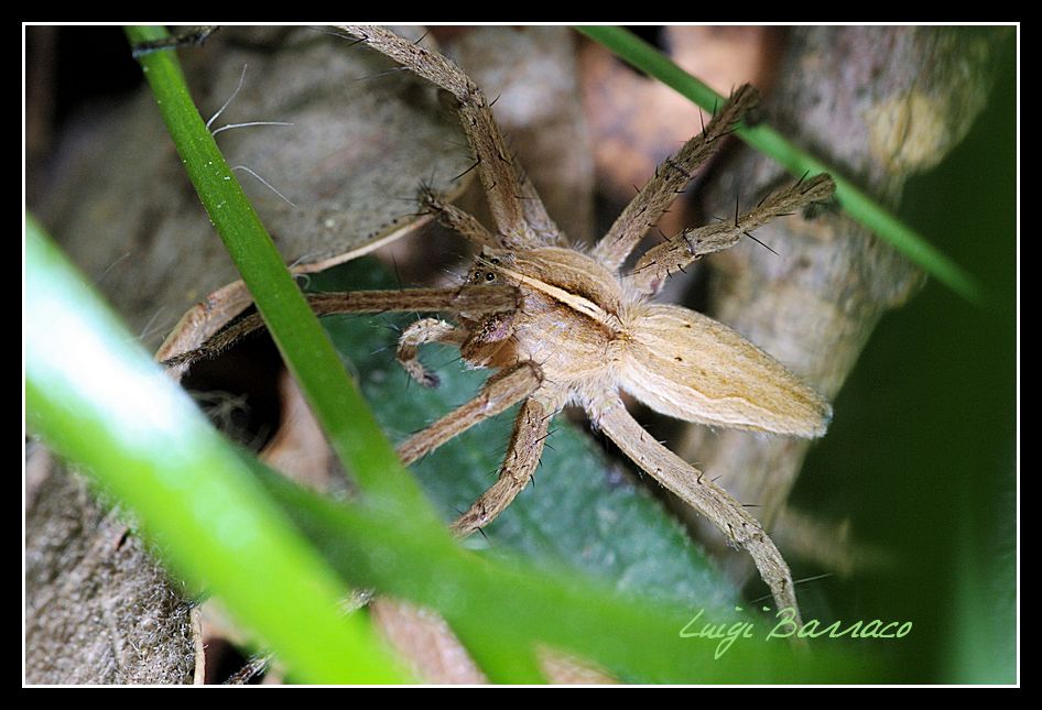 fuga nel folto -  Pisaura sp.