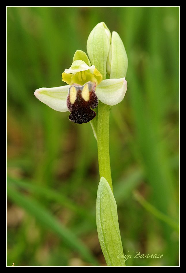 Ophrys pallida