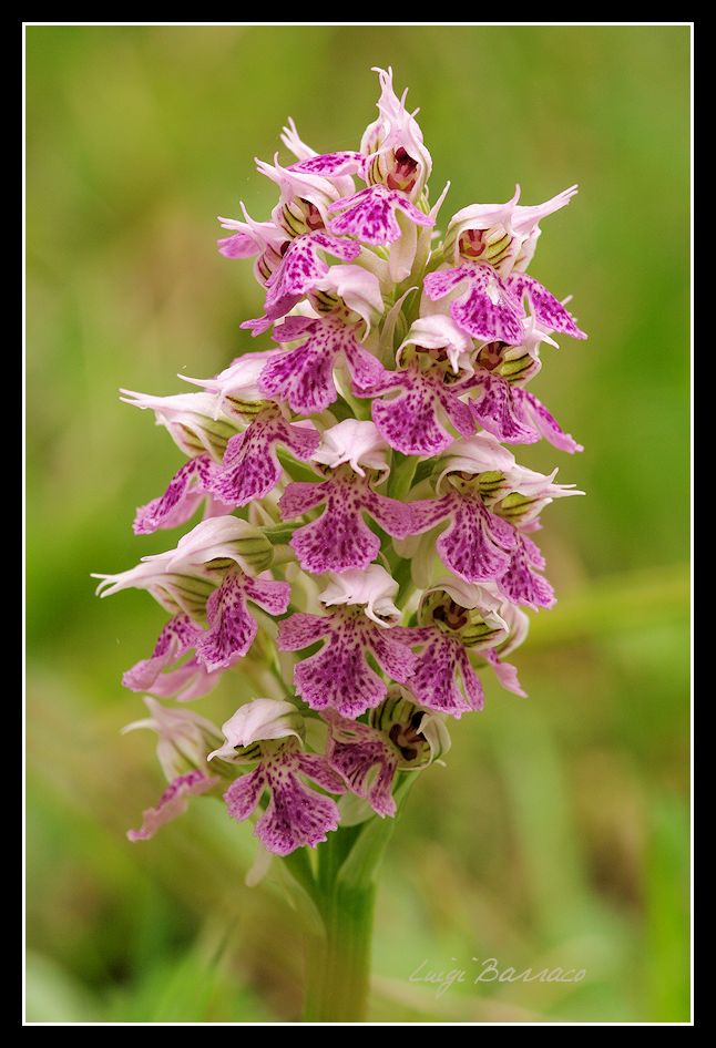Neotinea lactea