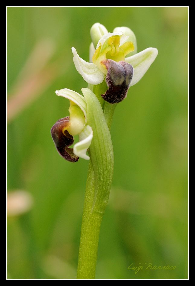 Ophrys pallida
