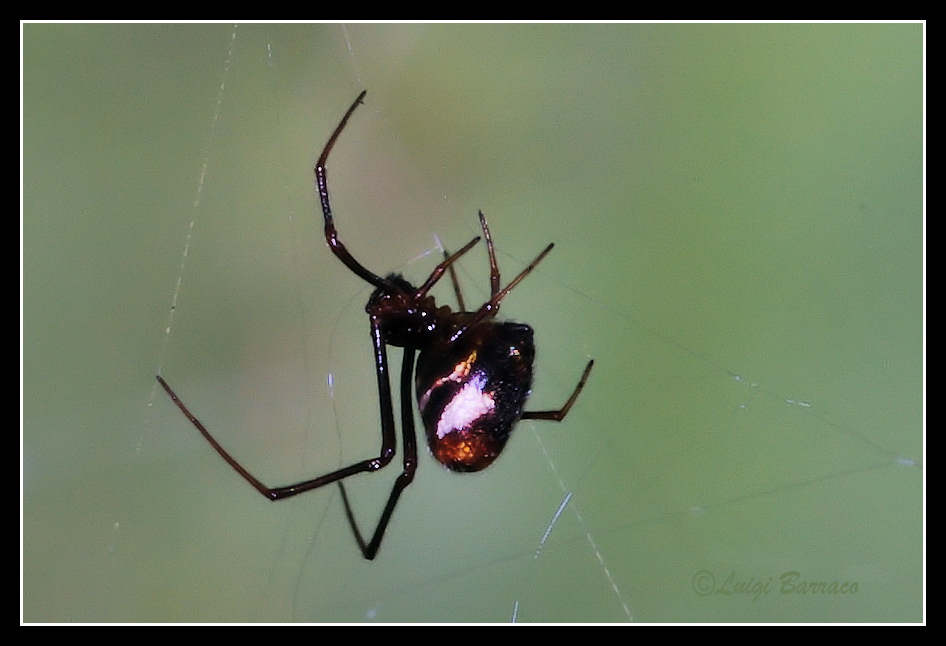 Argyrodes: colori e dimensioni