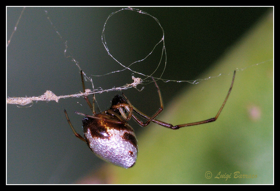 Argyrodes: colori e dimensioni