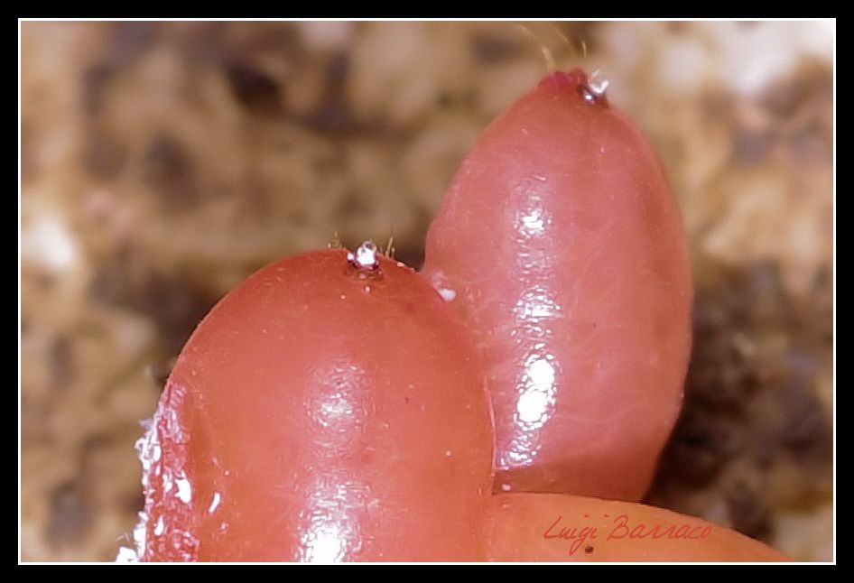 Ancora coccidi con le Tapinoma