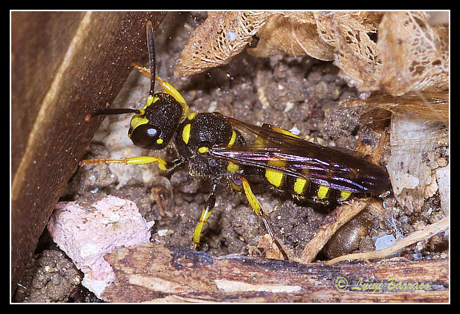 Crabronidae:  Cerceris sp