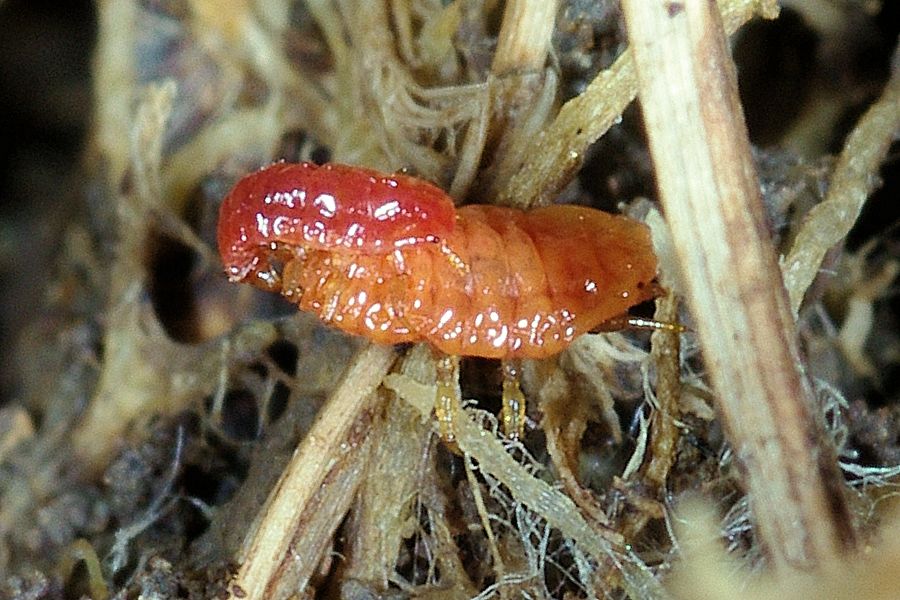 Ancora coccidi con le Tapinoma