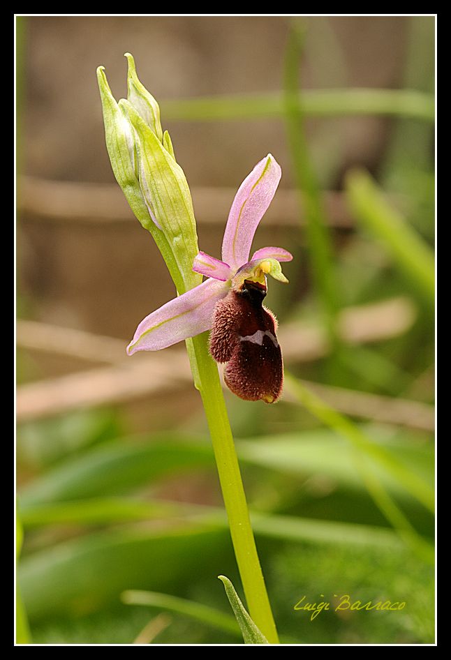 Ophrys lunulata