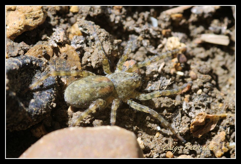 Arctosa sp.