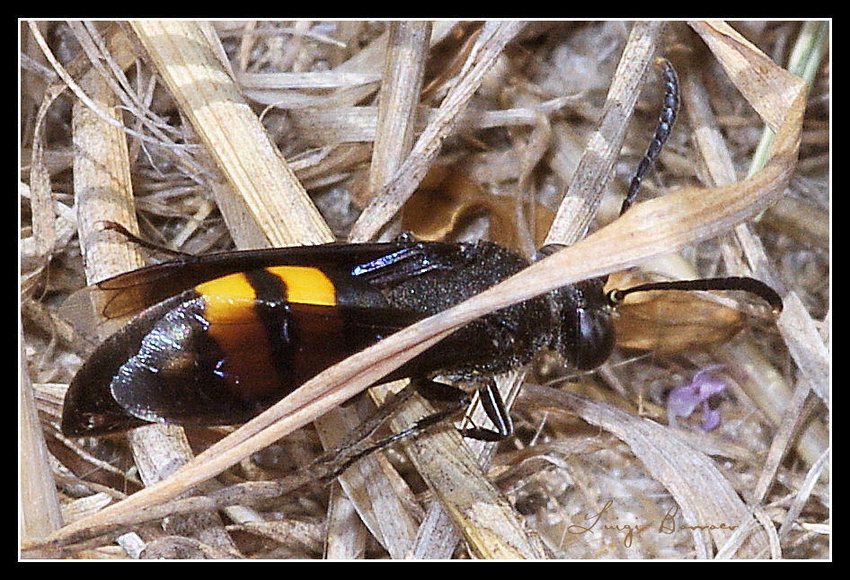 Stizoides tridentatus (Crabronidae)