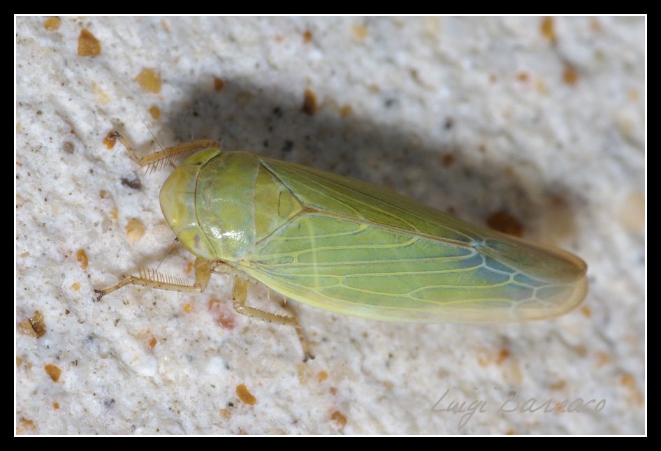 Cicadella viridis? No, Thamnotettix cf zelleri