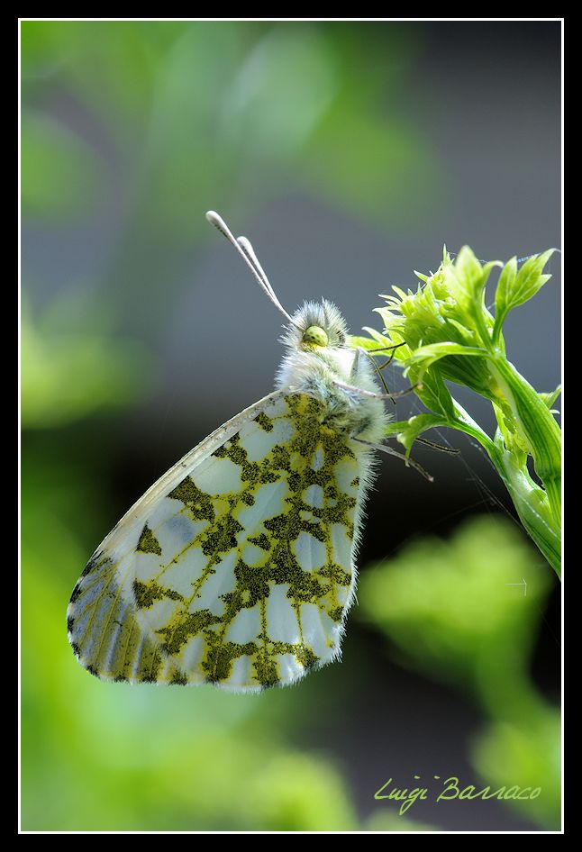 Anthocharis cardamines