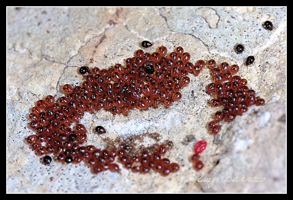 zecche appena coniate? No. Acari Oribatida