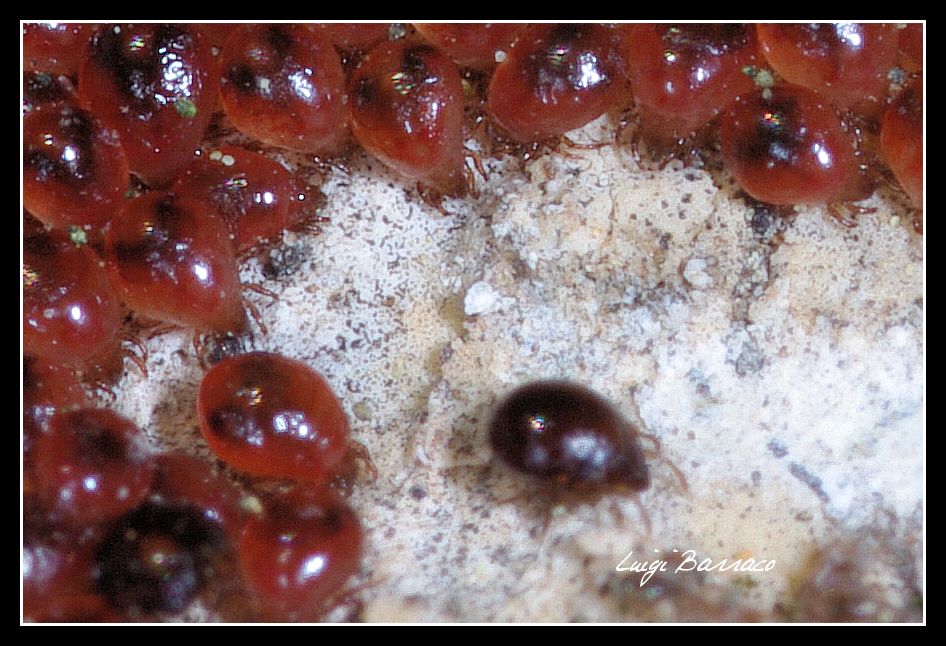 Zecche appena coniate? no. acari oribatida , forum natura ... Uova zecche in casa