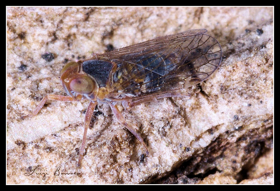 Cixiidae.....Hyalesthes sp. dalla Sicilia