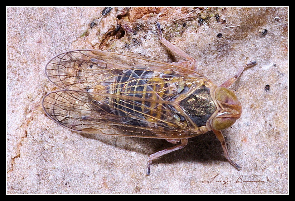 Cixiidae.....Hyalesthes sp. dalla Sicilia