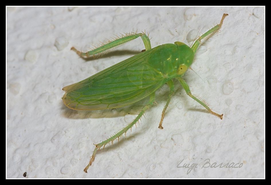 verde....saltellante
