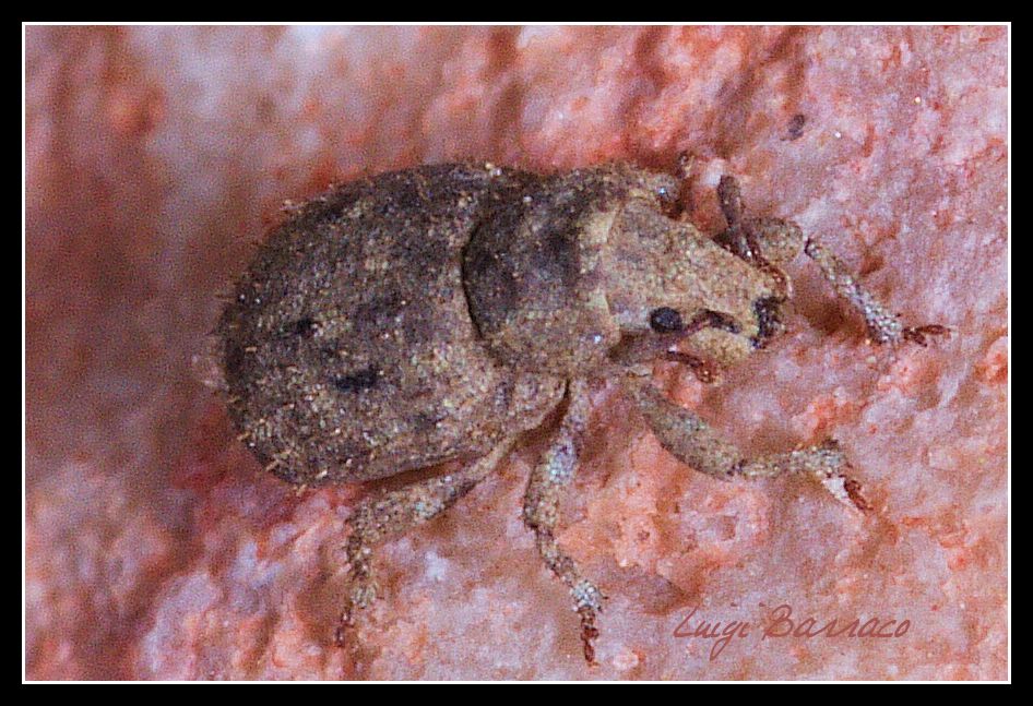 Mini Curculionidae cicciotto:  Romualdius (= Trachyphloeus) sp.