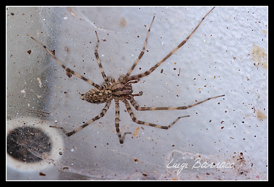 Agelenidae: Tegenaria sp. (o Malthonica sp.)