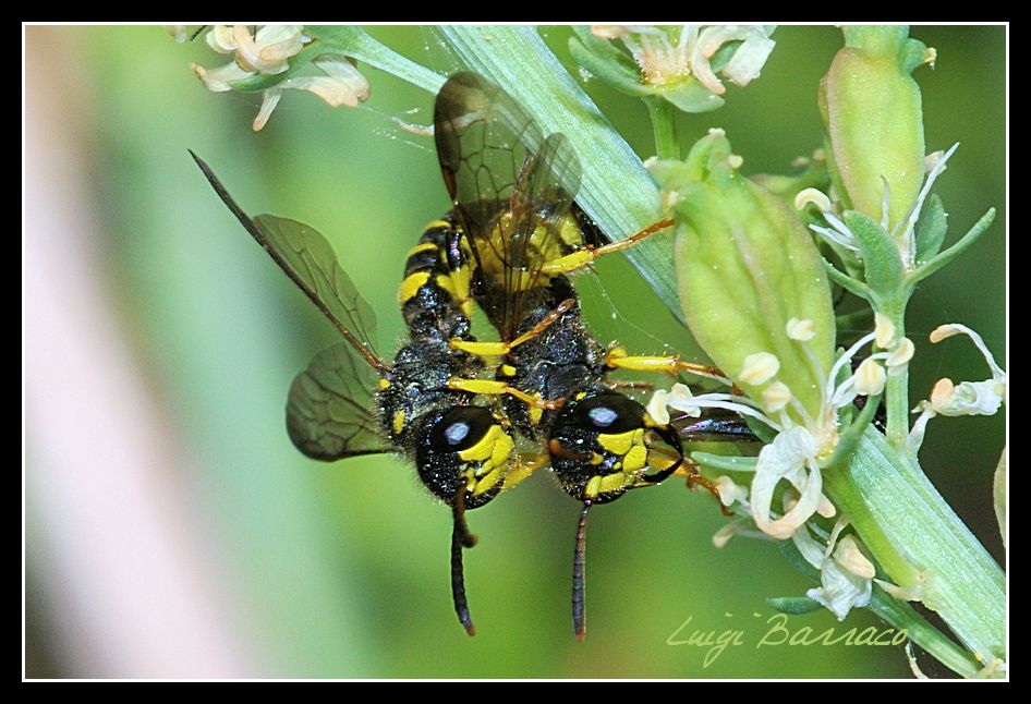 Piccoletti piacevolmente indaffarati (Cerceris sp.) , Natura