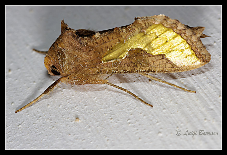 Bagno d''oro - Thysanoplusia orichalcea