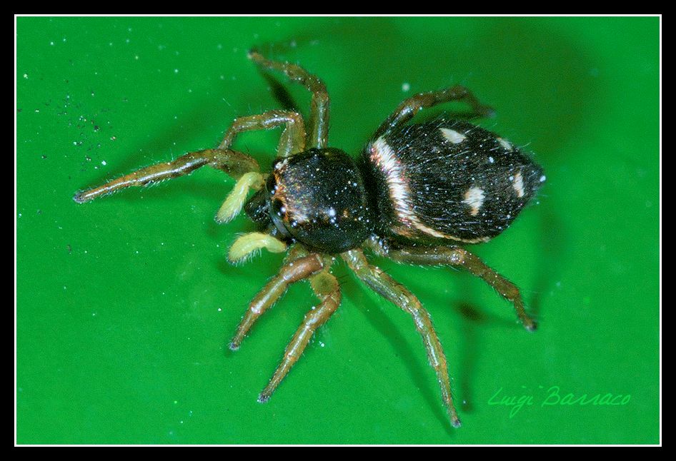 Fronte e retro: Heliophanus