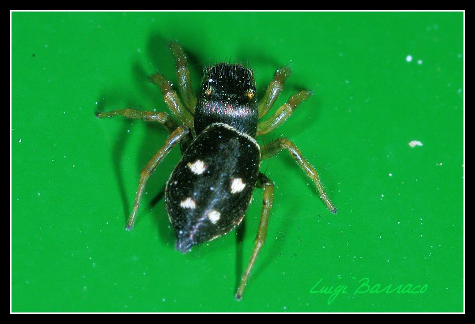 Fronte e retro: Heliophanus