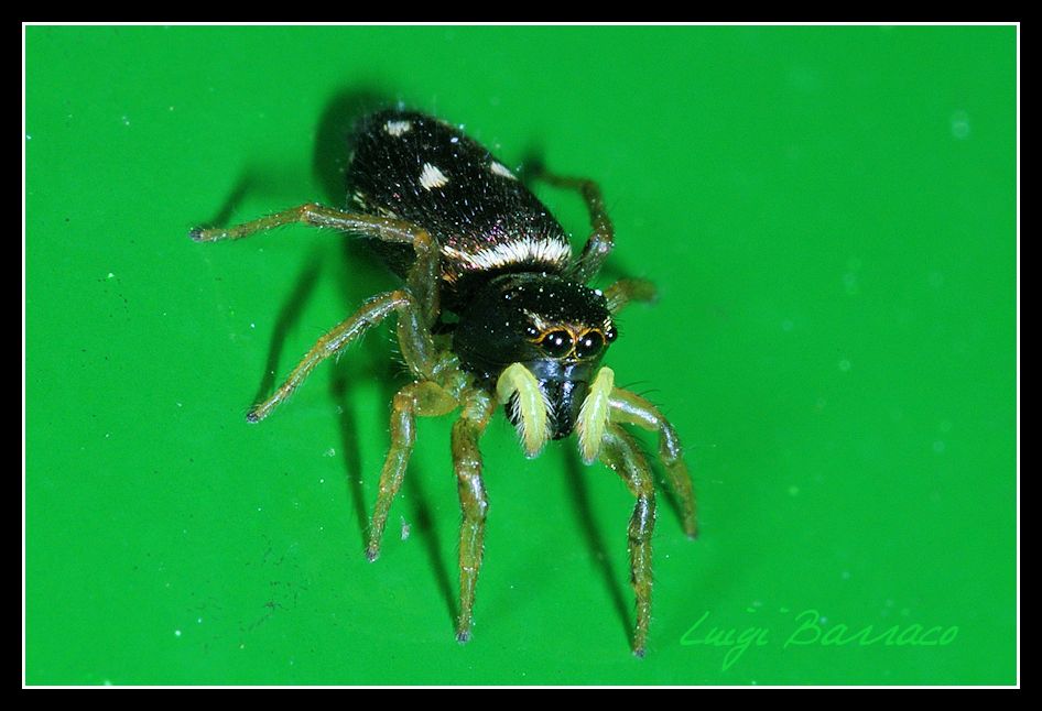 Fronte e retro: Heliophanus