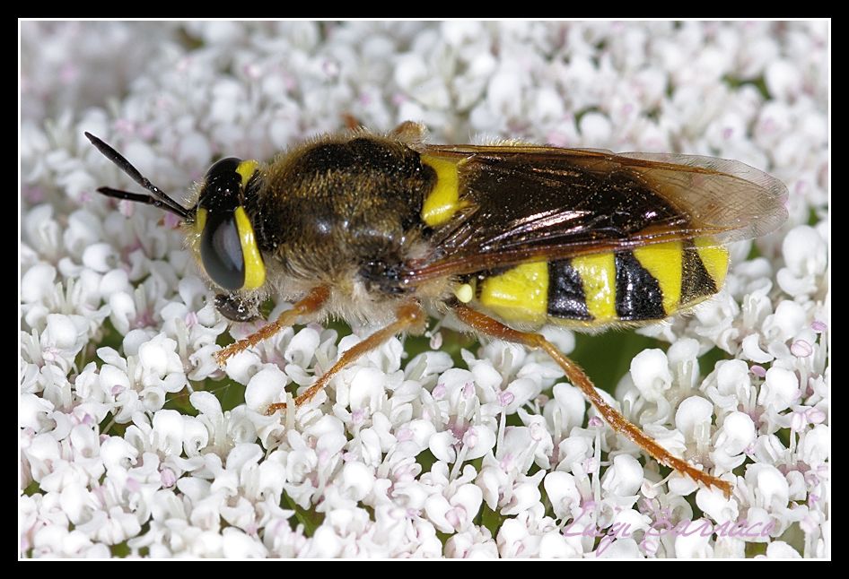 Sfida tra emulatori: Stratiomys cenisia