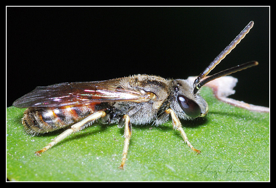 maschio di Lasioglossum vicino a L. calceatum