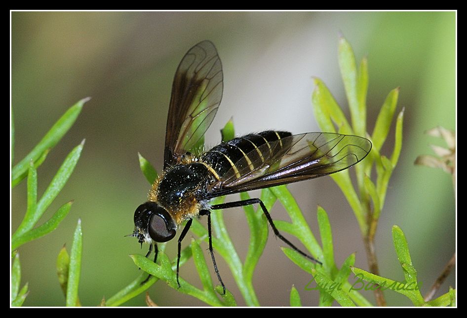 Lomatia sp. (Bombyliidae)