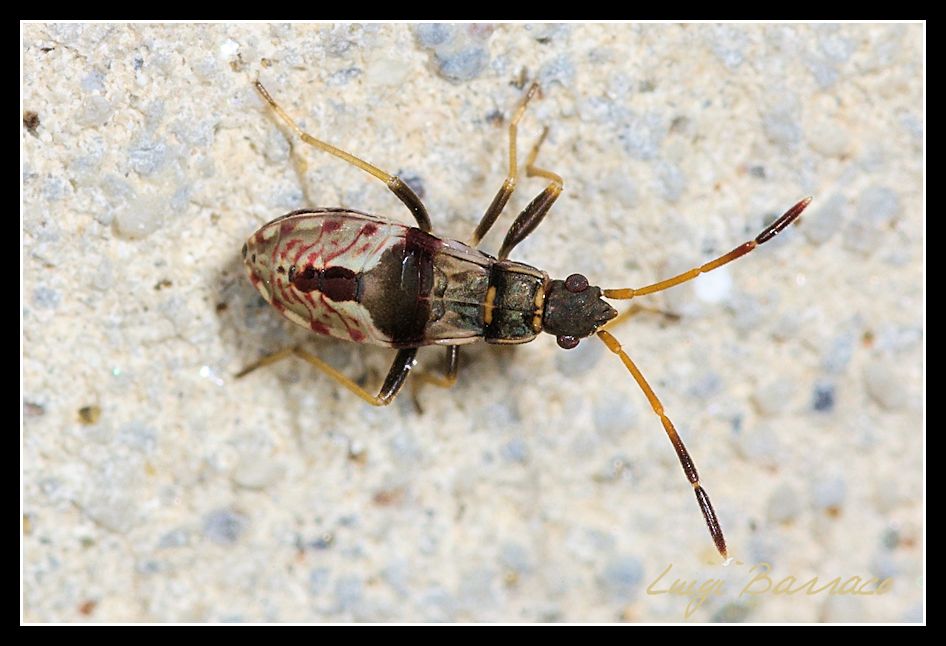 Lygaeidae: Beosus maritimus (juv.) di Sicilia