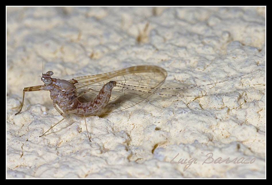 Cloeon cognatum?