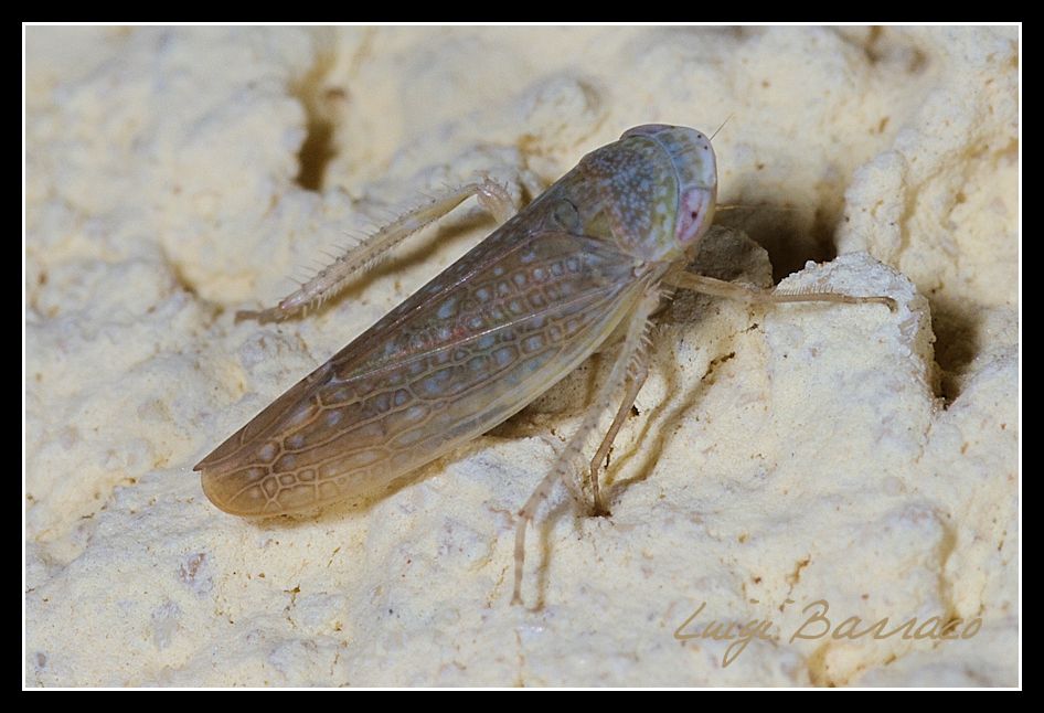 questa non l''avevo mai vista - Platymetopius sp.