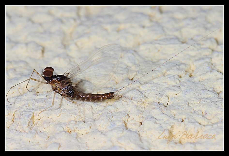 Cloeon cognatum?