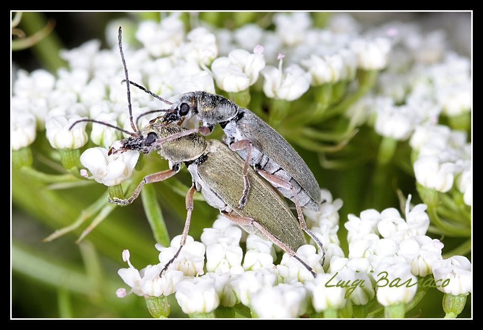 Coppia di Probosca viridana